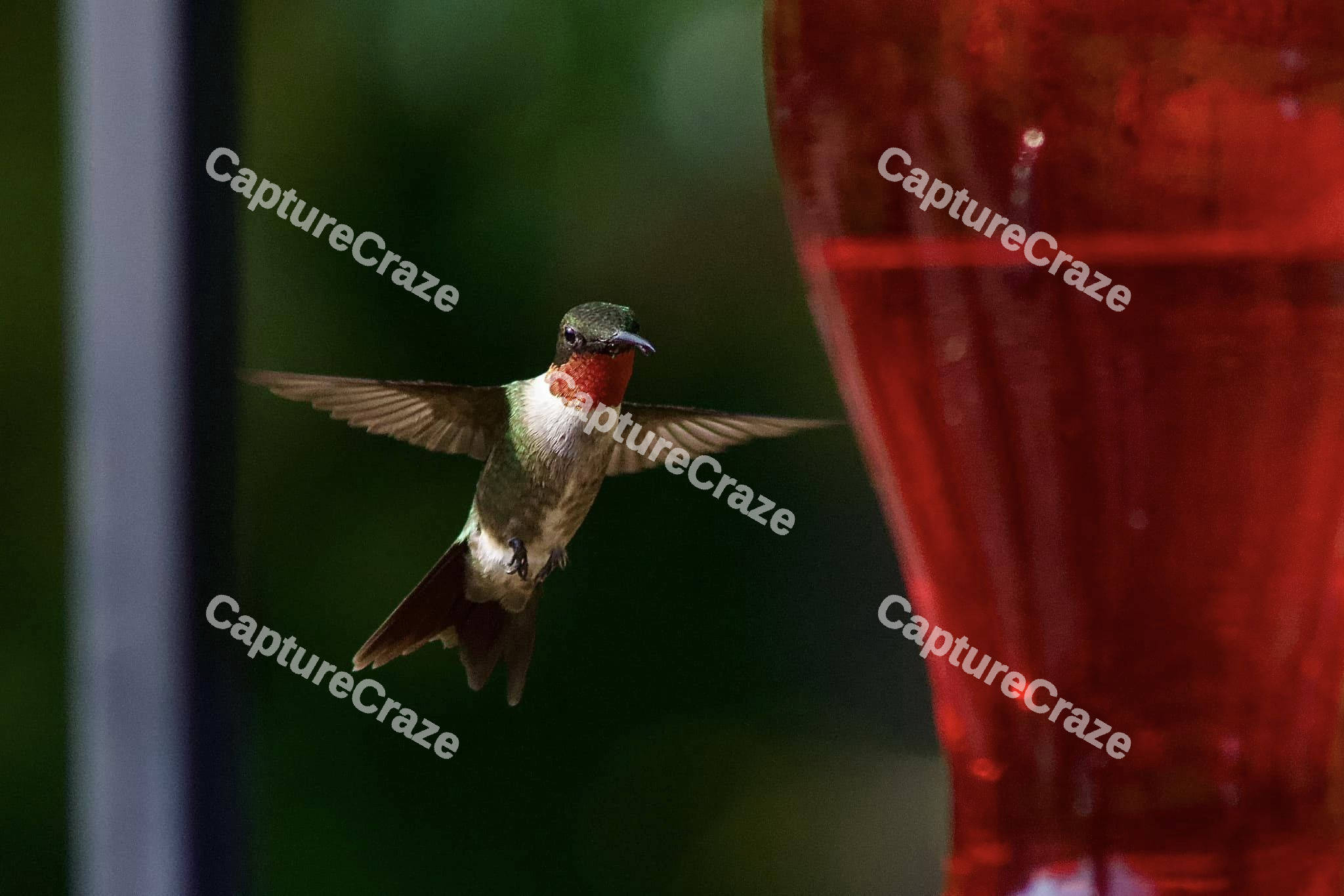 Ruby-throated hummingbird